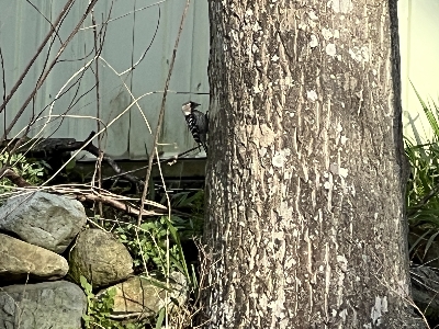 3m先にいたキツツキ